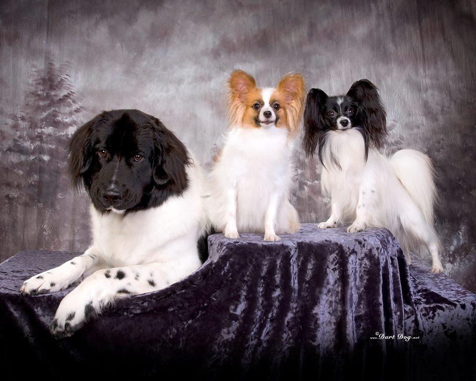 Playful Papillon's in California | Papillon puppies | Good Dog