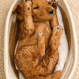 Sachi - Apricot male Poodle puppy in Tallahassee, Florida from Brivali Poodles