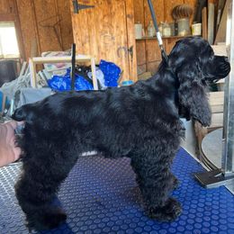 Cocker Spaniel Puppies from SuperNova’s American Cocker Spaniels