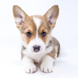 Maverick - Red male Pembroke Welsh Corgi puppy in Los Angeles, California from Limitless Huskies