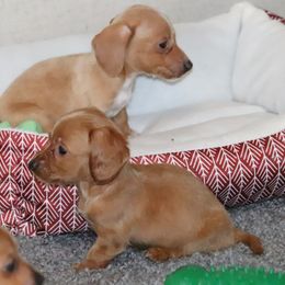 Dachshund and Pug Puppies from Wiggle'n V Ranch