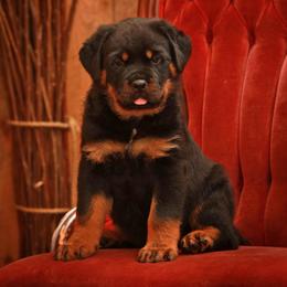 Rottweiler Puppies from Sharp Ridge Rottweilers