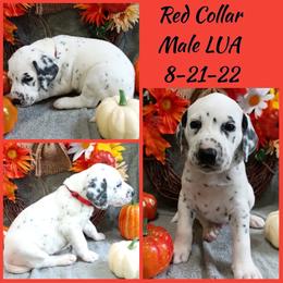Red Boy LUA - Dalmatian puppy from Mid-Michigan Dalmatians