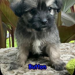 Button - Black and tan male Companion Cross puppy in Mankato, Minnesota from Tiny and Treasured
