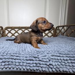 Dustin - Red male Dachshund puppy in Sulphur Springs, Texas from Waggin Beach Paradise Doxies