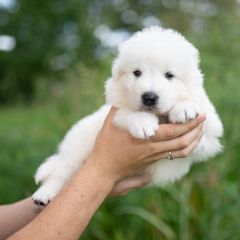 Piper - White male Maremma Sheepdog puppy in Conway, Missouri from 2J 2K Border Collies | Maremma Sheepdogs