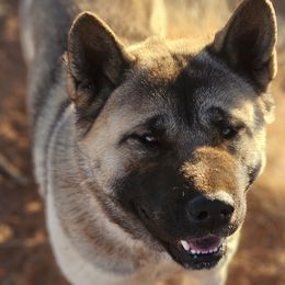 Ammo - Akita