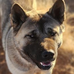 Ammo - Akita