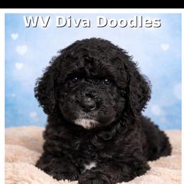 Theo - Black male Goldendoodle puppy in Petersburg, West Virginia from Wv Diva Doodles