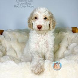 Sailor - Parti male Double Doodle puppy in Southwest Ranches, Florida from Dandy Doodle Ranch