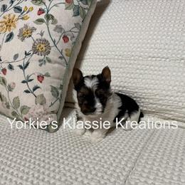 Paisley - Parti female Yorkshire Terrier puppy in Dierks, Arkansas from Yorkie’s Klassie Kreations