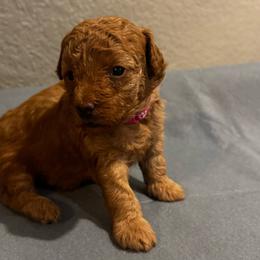 Mimi - Red  female Poodle puppy in Fredericktown, Missouri from Ellie & Co. Doodles and Poodles