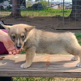 Freyr - Gray male Swedish Vallhund puppy in Ellensburg, Washington from Faery Mount Farm