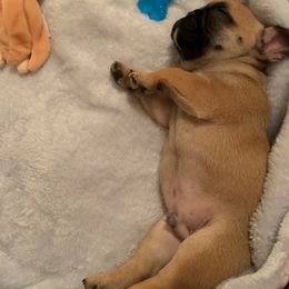 French Bulldog Puppies from Heather's Frenchies