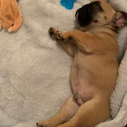 French Bulldog Puppies from Heather's Frenchies