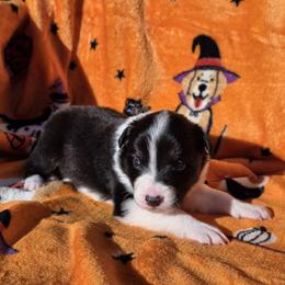 Mist - Tri-color female Border Collie puppy in Menasha, Wisconsin from Little Rose Retrievers