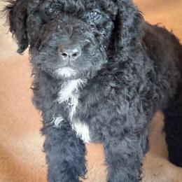 Roxie - Black and white female Bernedoodle puppy in Grant City, Missouri from Timberline Paws