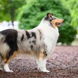 Cassie - Collie