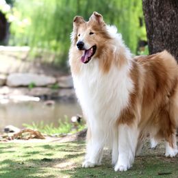 Collies from Morgan's Collies