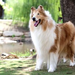 Collies from Morgan's Collies