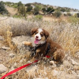 Australian Shepherd, Miniature American Shepherd, and Toy Australian Shepherd Puppies from Ahhmazing Aussies Arizona