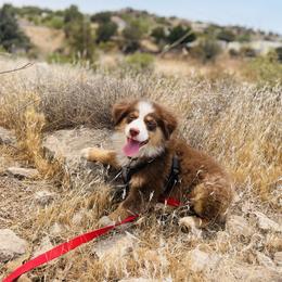 Australian Shepherd, Miniature American Shepherd, and Toy Australian Shepherd Puppies from Ahhmazing Aussies Arizona