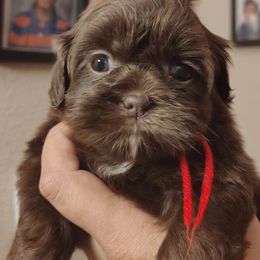 Millie - Chocolate female Shih Tzu puppy in Memphis, Tennessee from Thorntons Fur Crew
