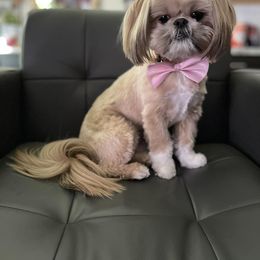 Shih Tzu All Grown Up from Hjo’s Pupdates