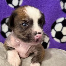 Besso - Chocolate male Chinese Crested puppy in Rockwall (Dallas Area), Texas from Ridgelake Ranch Chinese Cresteds