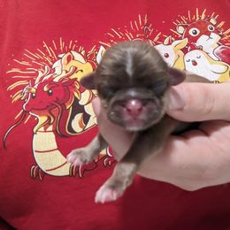 Shih Tzu Puppies from Cisneros Shih-tzu