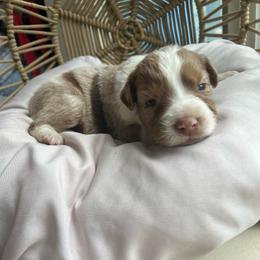 Kristoff - Red merle male Australian Shepherd puppy in Grants Pass, Oregon from Carmel Mountain Aussies