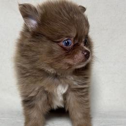 Rolo - Chocolate merle male Pomeranian puppy in Hughes Springs, Texas from Hughes Springs Tx Poms