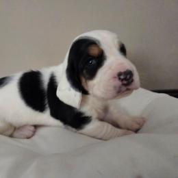 Cash - Black white and brown male Basset Hound puppy in Denison, Texas from Emma Lou's Baby Bassets