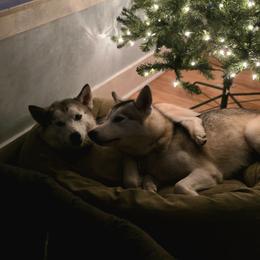 ARTIC and ICELAND - Gray and white female Siberian Husky puppy in York, Maine from Maine Coast Huskies