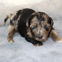 Cupid - Blue merle male Aussiedoodle puppy in Stokesdale, North Carolina from His and Hers Poodles and Doodles
