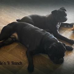 Dachshund and Pug Puppies from Wiggle'n V Ranch