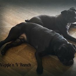 Dachshund and Pug Puppies from Wiggle'n V Ranch