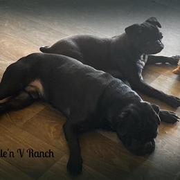 Dachshund and Pug Puppies from Wiggle'n V Ranch