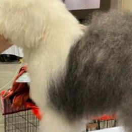 Liza - Old English Sheepdog