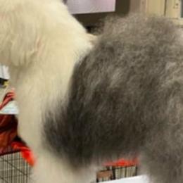 Liza - Old English Sheepdog