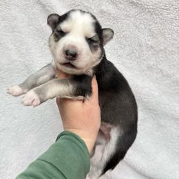 Hammer - Sable and white female Siberian Husky puppy in Lunenburg, Vermont from SNOW WOOLY HUSKY