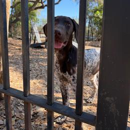Echo - Liver roan male German Shorthaired Pointer puppy in San Antonio, Texas from Alvarado Farm Kennels, LLC
