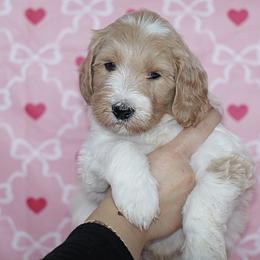 Labradoodle and Poodle Puppies from Caris Paws Poodles and Labradoodles