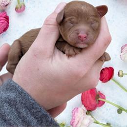 Girl 2 - Red female Cavapoo puppy in Coshocton, Ohio from Forever Family Puppies