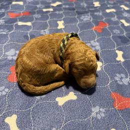 Black rainbow collar (Ying) - Red  female Goldendoodle puppy in Landis, North Carolina from Shelbys Doodle Farm