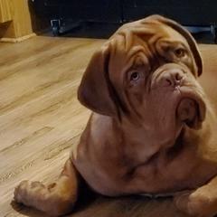 Dogues de Bordeaux and French Bulldogs from Calabria kennel