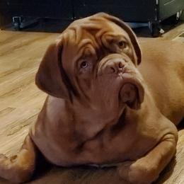 Dogues de Bordeaux and French Bulldogs from Calabria kennel