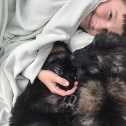 Shiloh Shepherd Puppies from Solace Shilohs