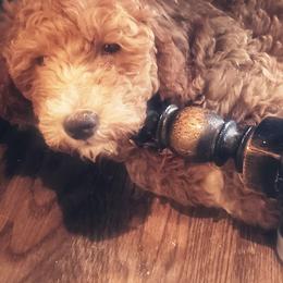 Goldendoodles from Glitzy Goldendoodles