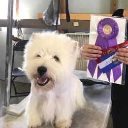 Bravo - West Highland White Terrier